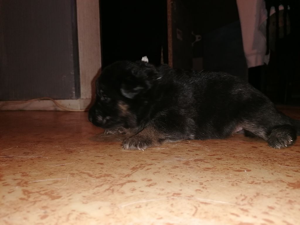 De L'eclipse Noire - Chiots disponibles - Berger Allemand