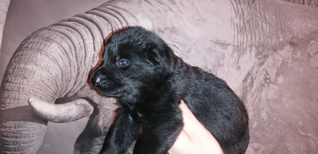 De L'eclipse Noire - Chiots disponibles - Berger Allemand